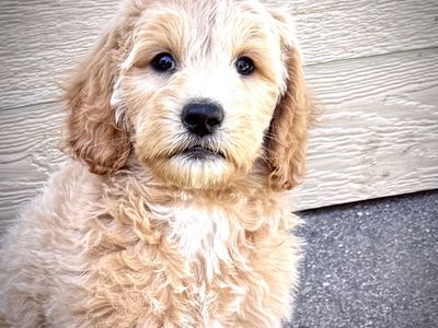 Premium Goldendoodle