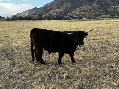 Highland steer