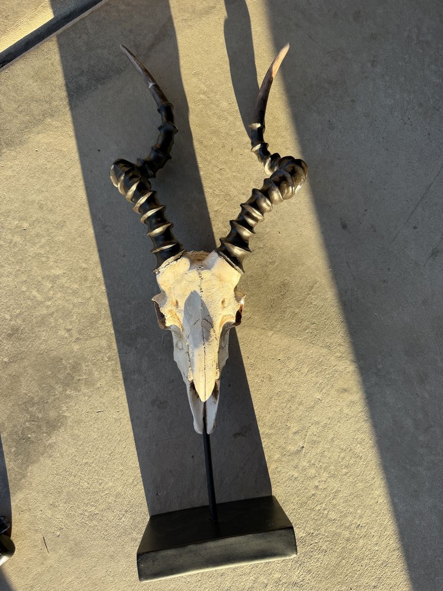 Faux Rams Head Skull and Horns