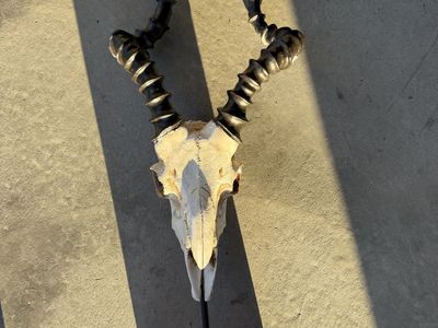Faux Rams Head Skull and Horns