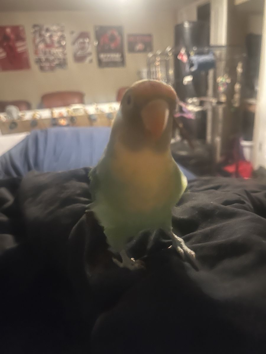 Love Bird And Big Cage