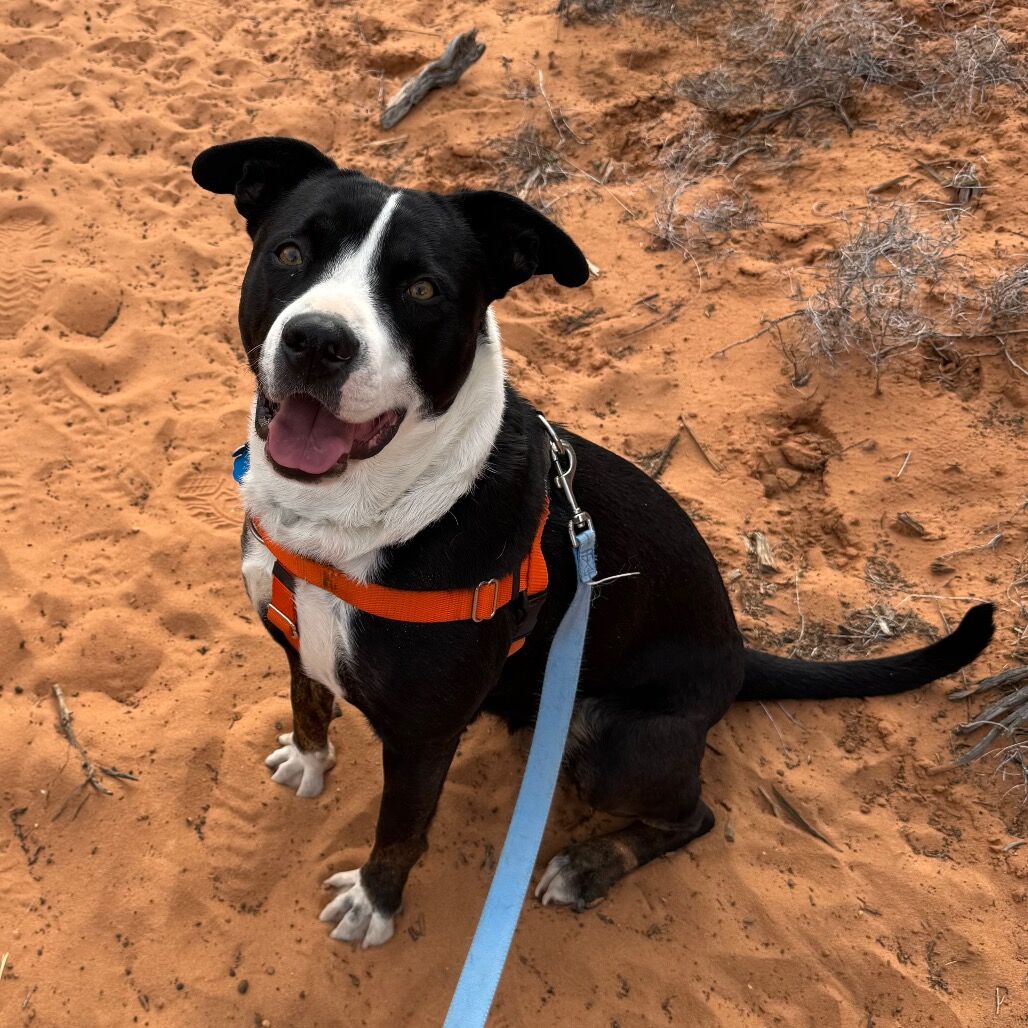 Hello my name is Violet