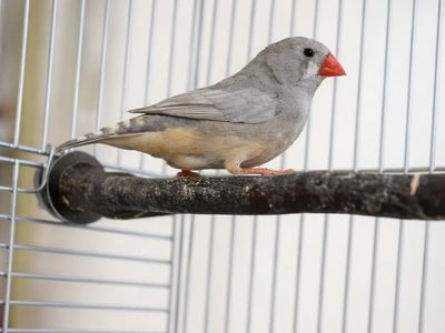 Lovely Female Finch with cage for sale