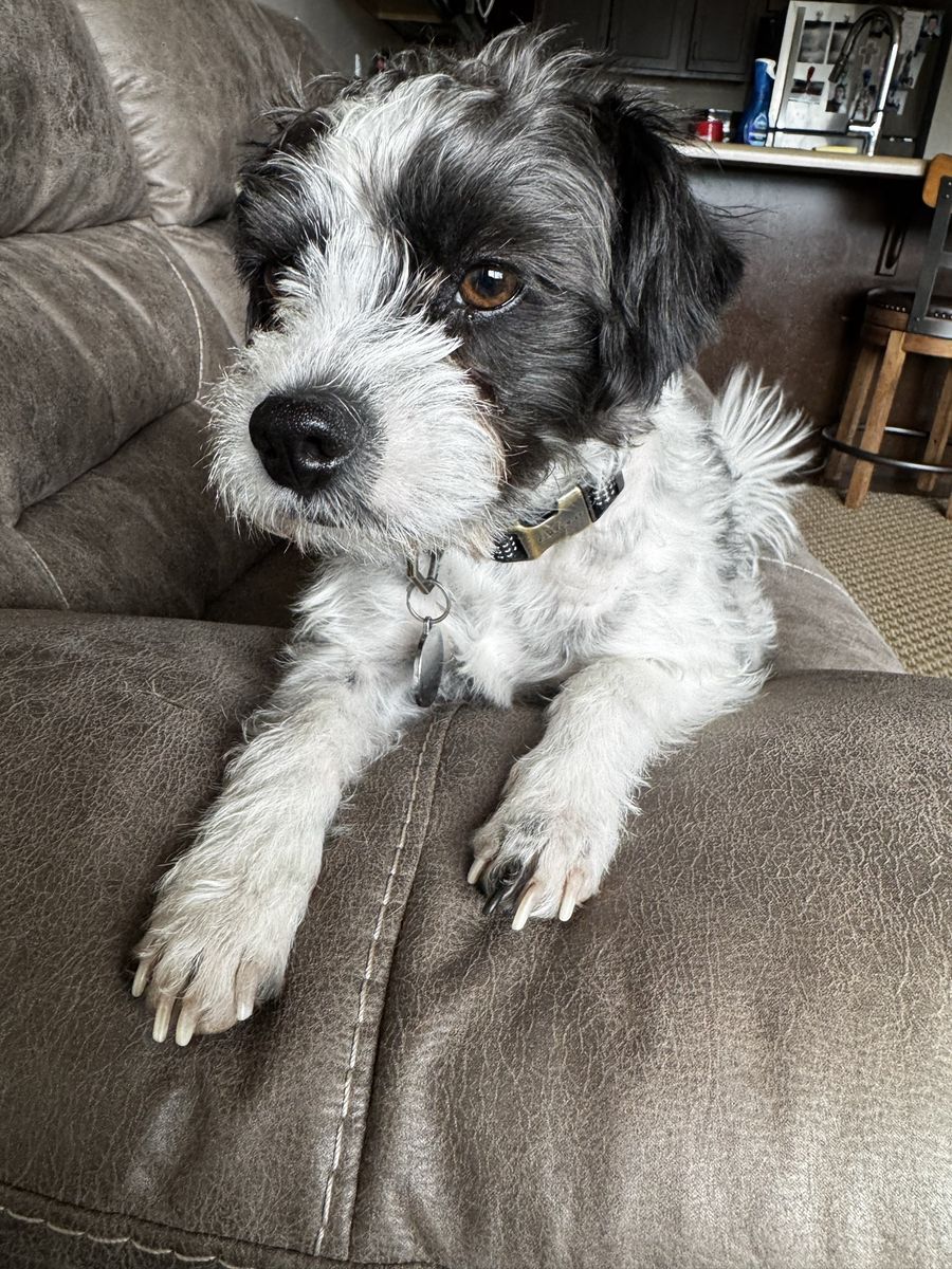 3 - Adorable Adoptable Dogs - Looking for Forever Homes! FREE