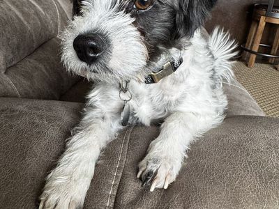 3 - Adorable Adoptable Dogs - Looking for Forever Homes! FREE