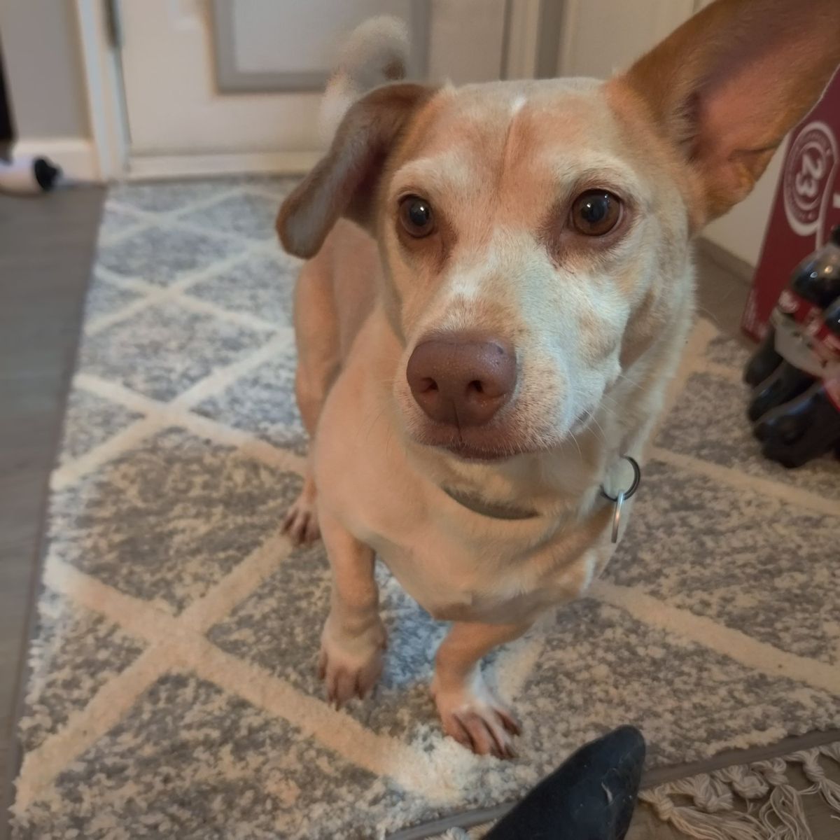 Bandit - Creme Colored Mixed Breed