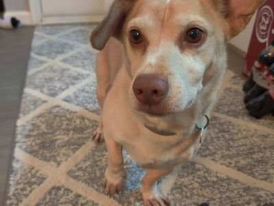 Bandit - Creme Colored Mixed Breed