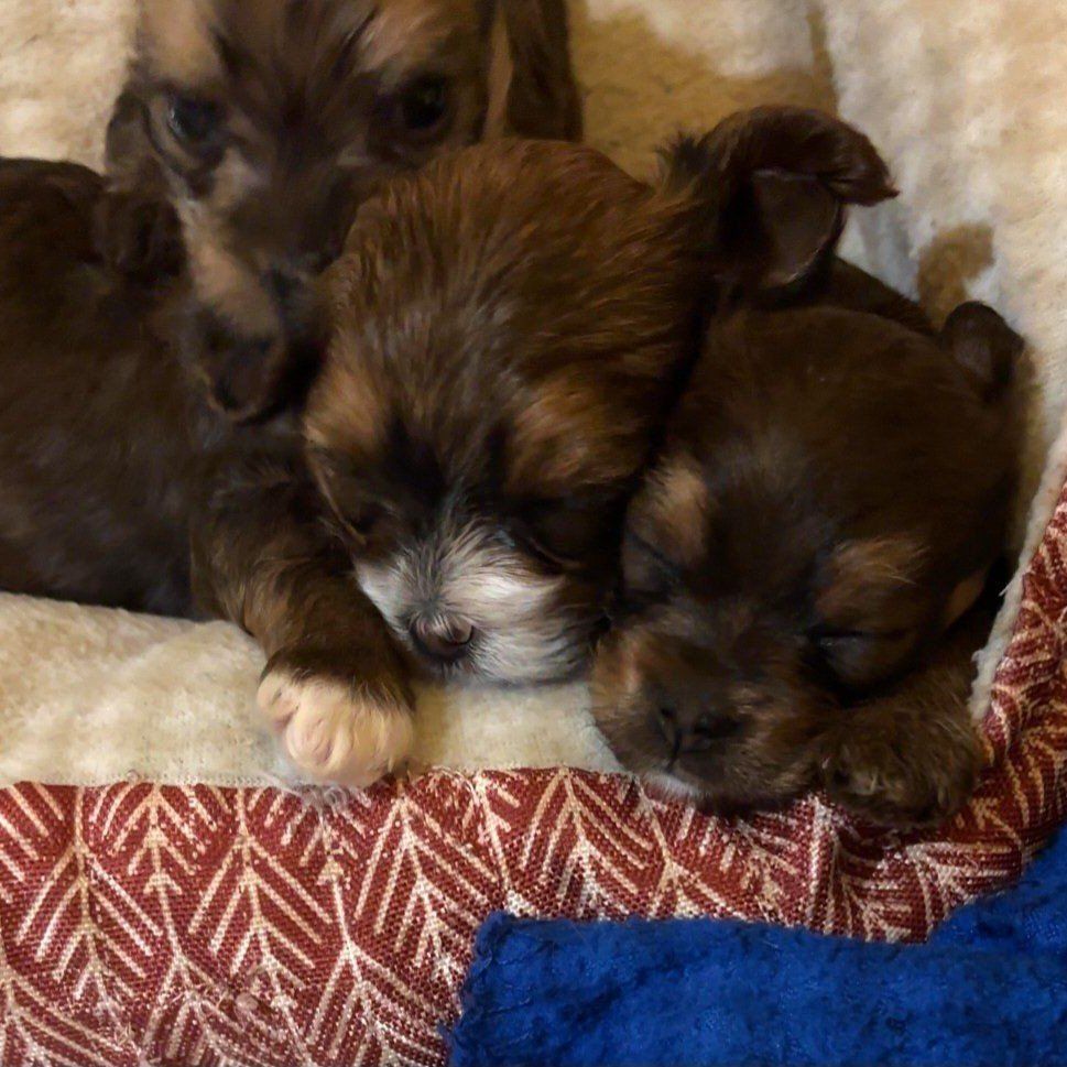 Adorable Yorkie one with white is a  girl the other a boy will be Ready for Their Forever Homes in Aug 25th
