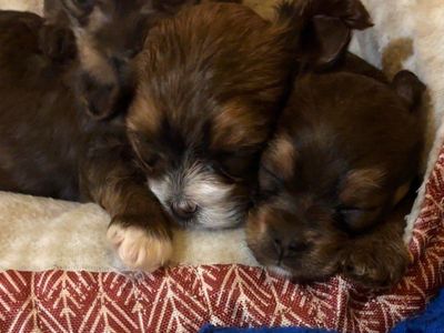 Adorable Yorkie one with white is a girl the other a boy will be Ready for Their Forever Homes in Aug 25th