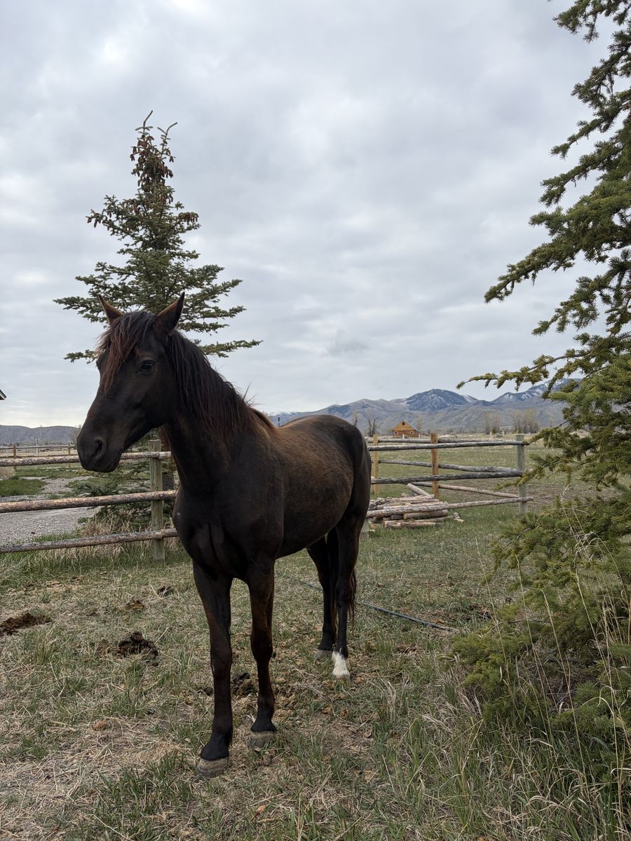 Friesian X Morgan Gelding