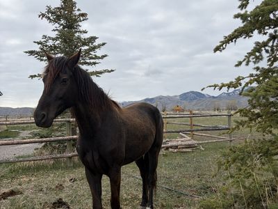Friesian X Morgan Gelding