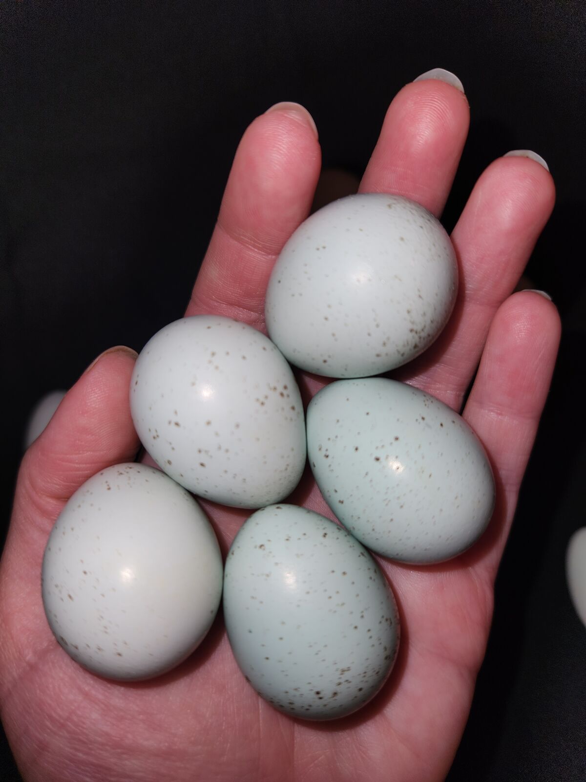 Coturnix Quail Eggs- Eating and Hatching