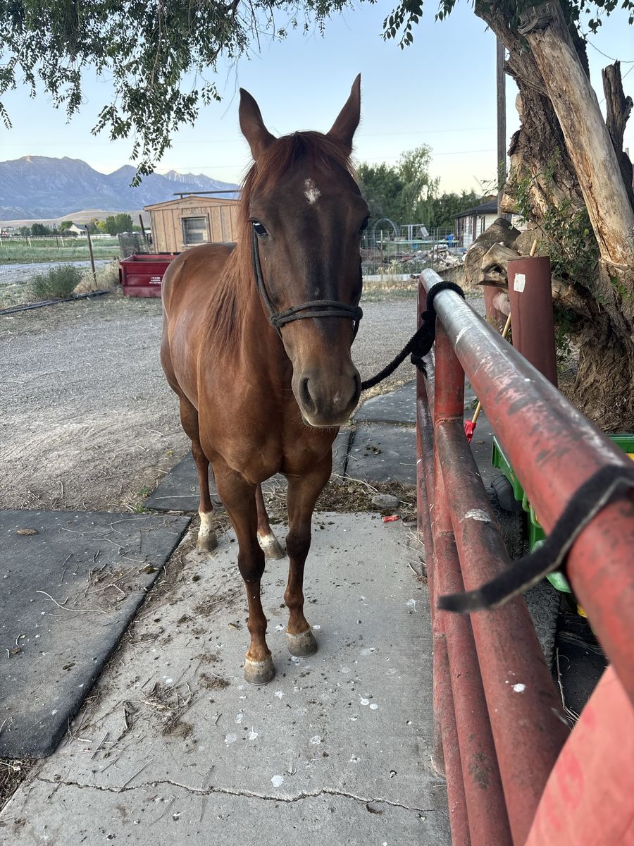 6 yr old versatile mare