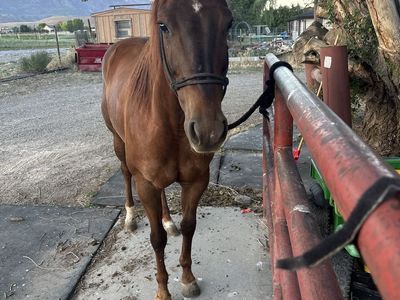 6 yr old versatile mare