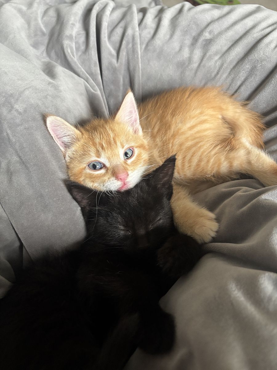 Kittens for adoption