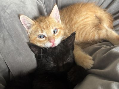 Kittens for adoption