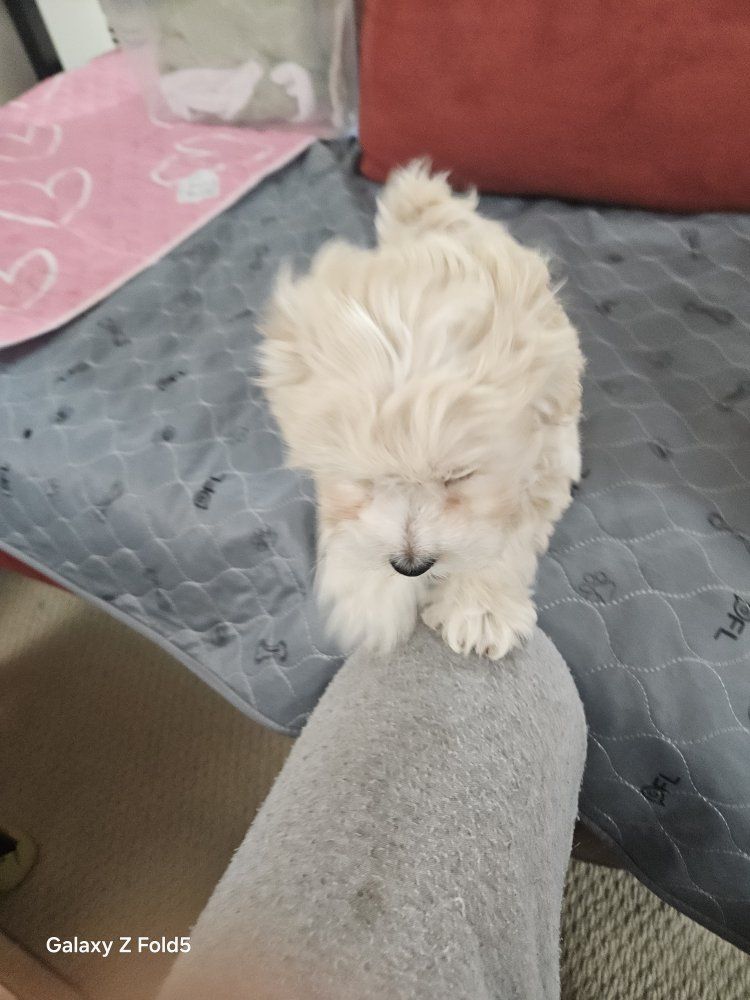 $950 maltipoo puppies 1 male 1 female for adoption