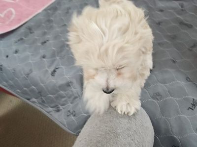 $950 maltipoo puppies 1 male 1 female for adoption