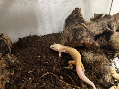Rescue Leopard Gecko