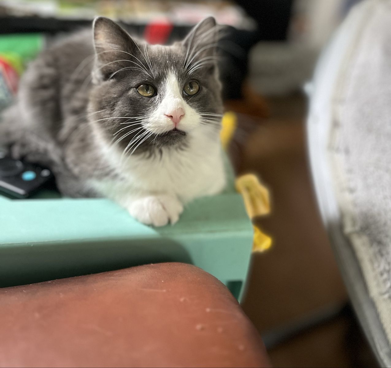 Hypoallergenic Russian Blue siberian Mix Kittens!!