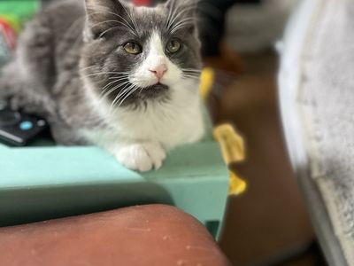 Hypoallergenic Russian Blue siberian Mix Kittens!!