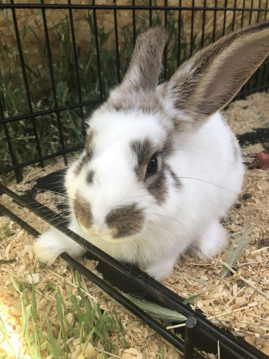 Male Rex/holland lop