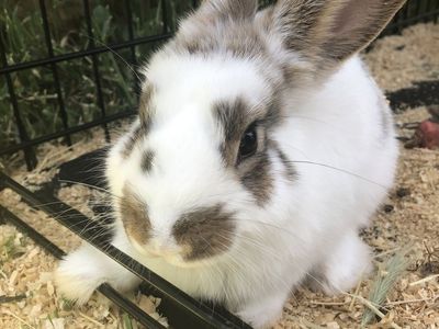Male Rex/holland lop