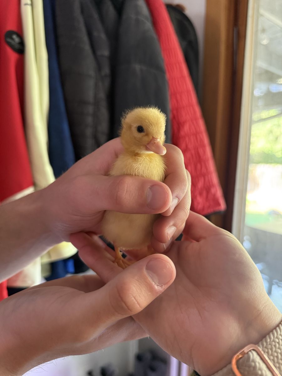 Call Ducklings (6 available)