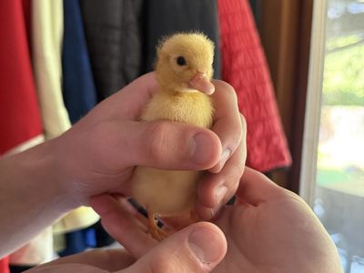 Call Ducklings (6 available)
