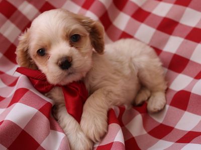 Sweet Cocker boy looking for home