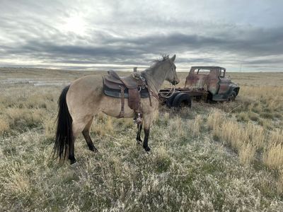 7 Y/O AQHA Mare