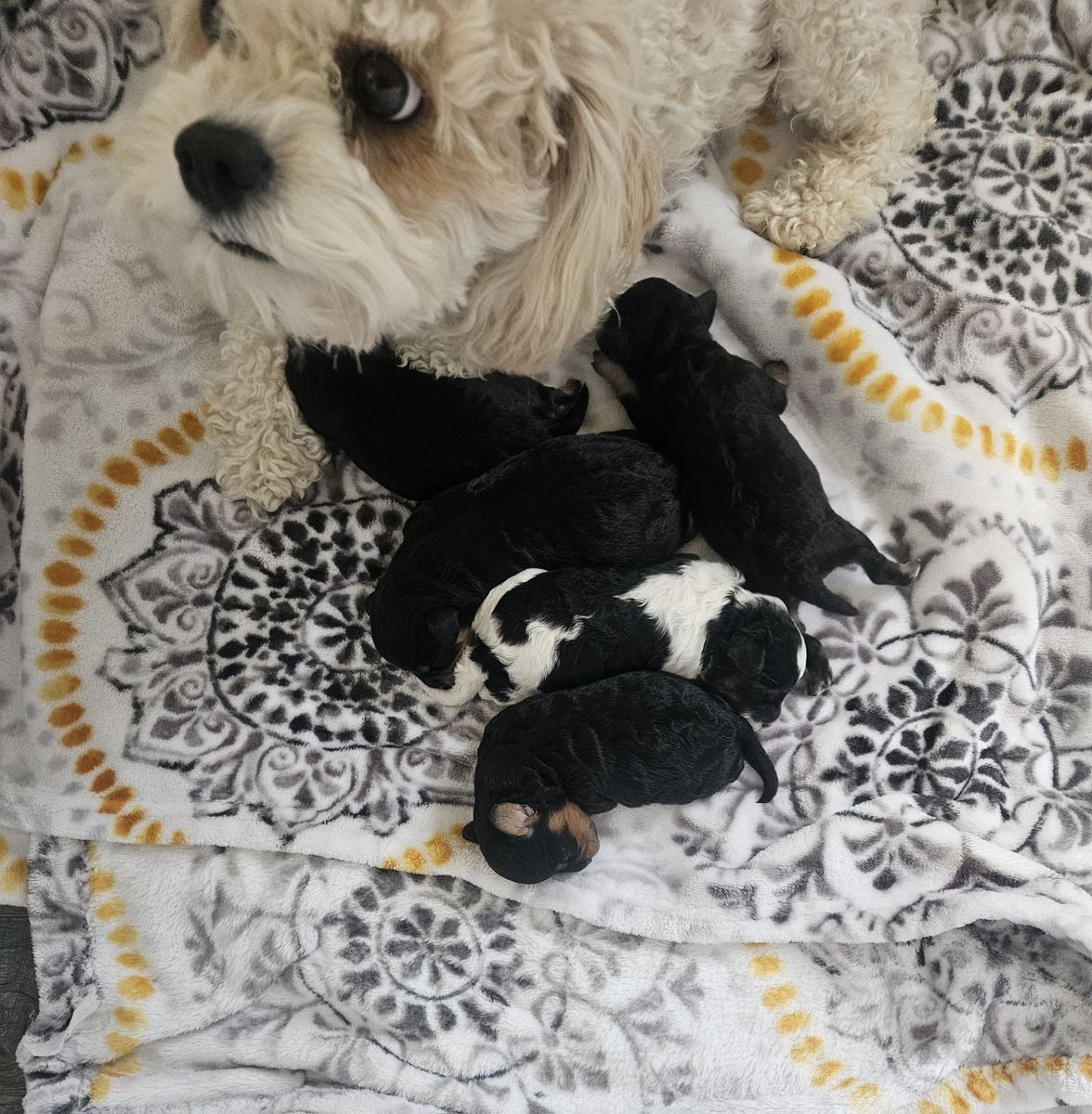 Newborn Cavapoo Puppies - Multiple Colors Available.