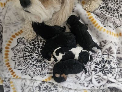 Newborn Cavapoo Puppies - Multiple Colors Available.