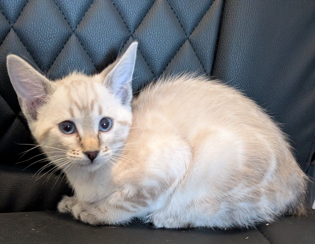 Bengal Snow Lynx Kitten