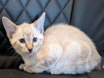 Bengal Snow Lynx Kitten
