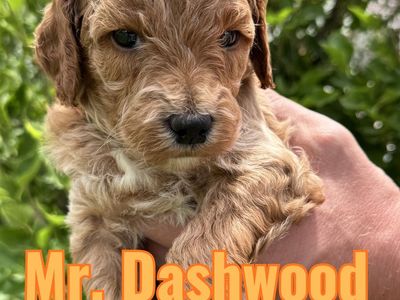 Mini Goldendoodle Male – Home Raised – Ready June 29