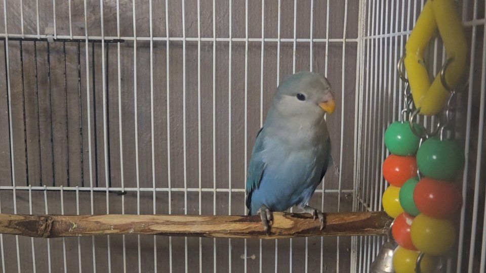 Beautiful Blue Baby Lovebird