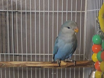 Beautiful Blue Baby Lovebird