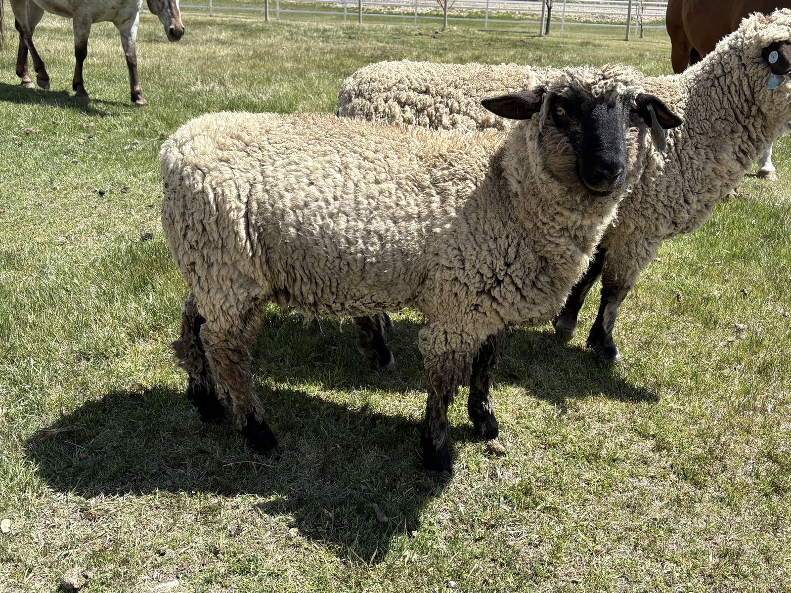 Buck Lamb