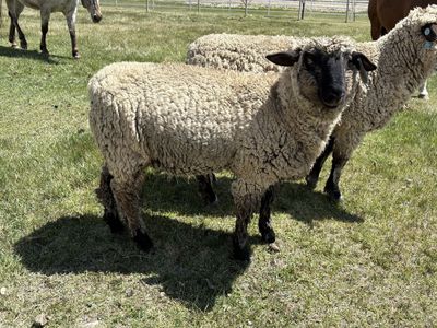 Buck Lamb