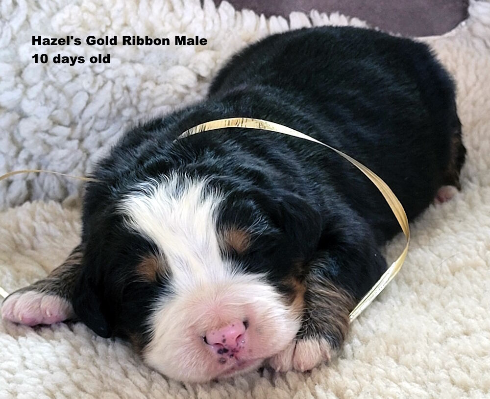 Bernese Mountain Dog Puppies, AKC, European Import Lines