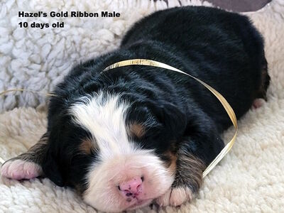 Bernese Mountain Dog Puppies, AKC, European Import Lines