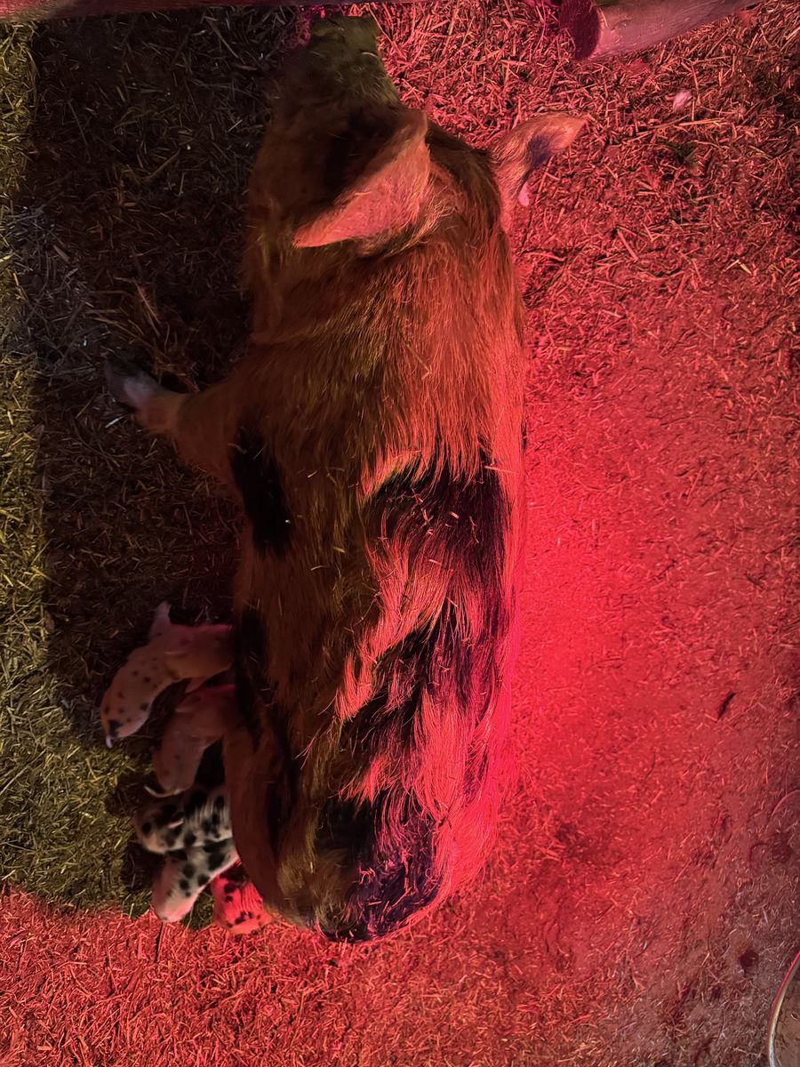 Kune Kune Piglets For Sale