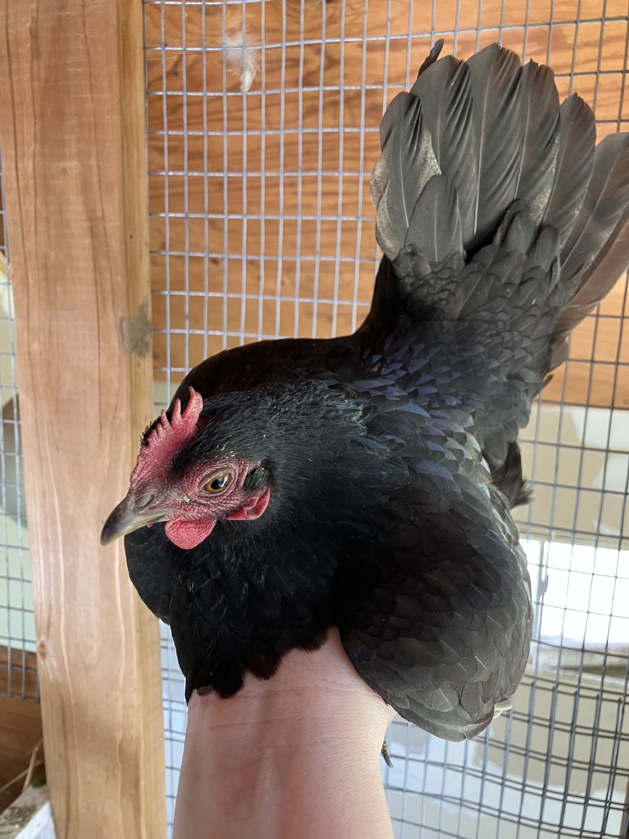 Laying Serama Hens