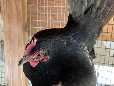 Laying Serama Hens