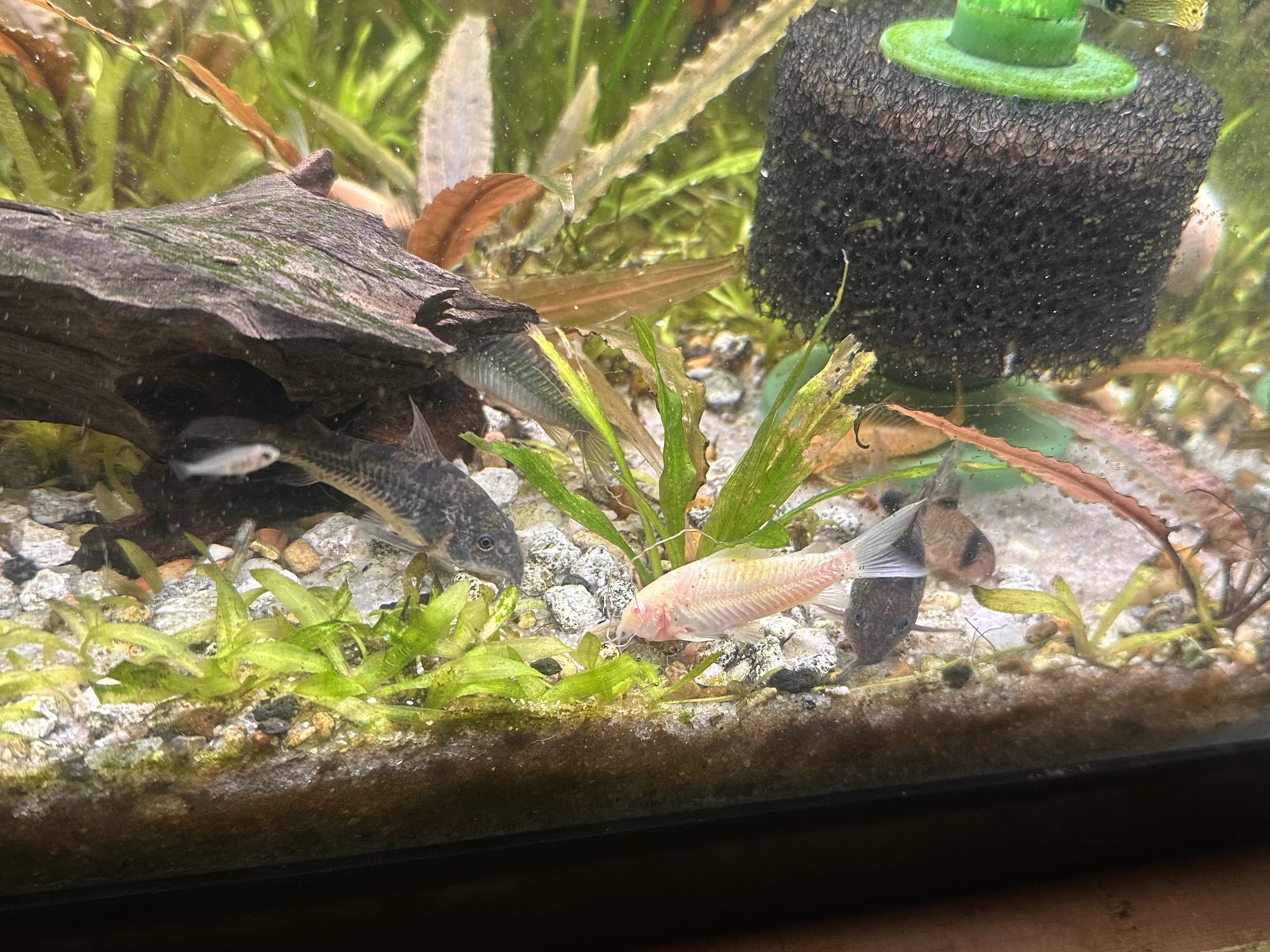 school of 9 Corydoras