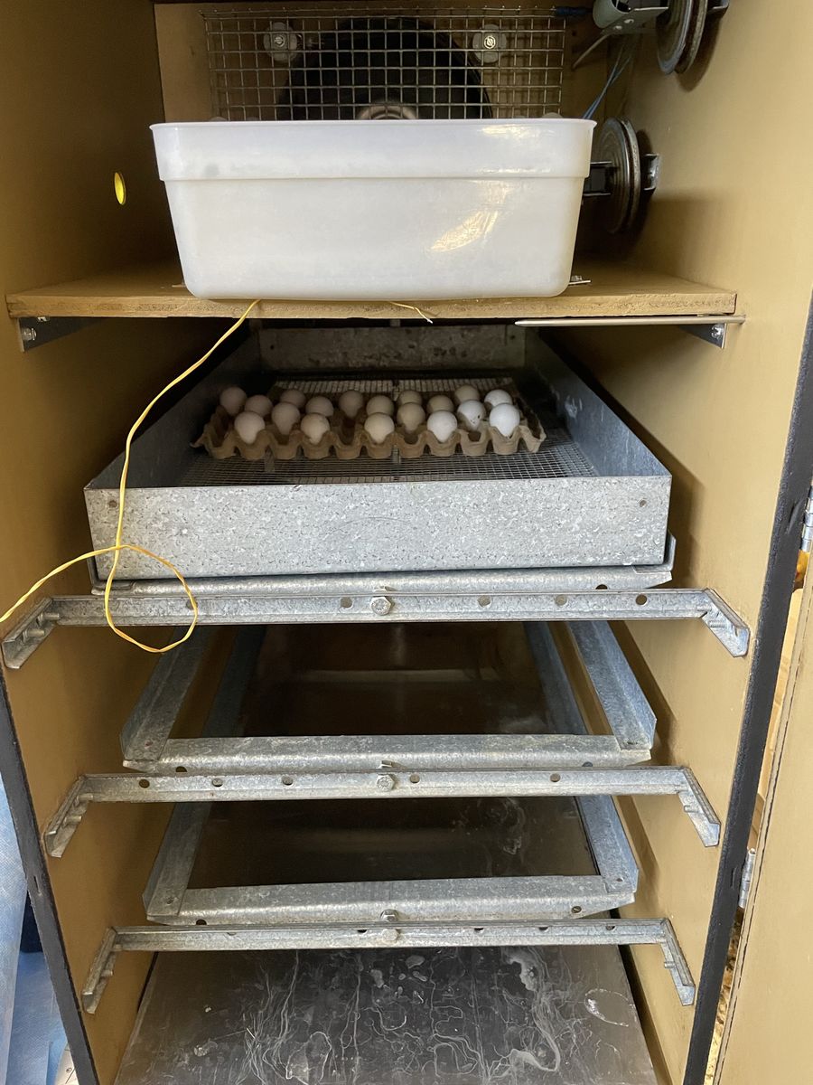 Bobwhite quail eggs