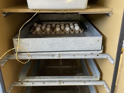 Bobwhite quail eggs
