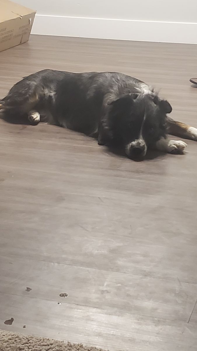 Found Dog
