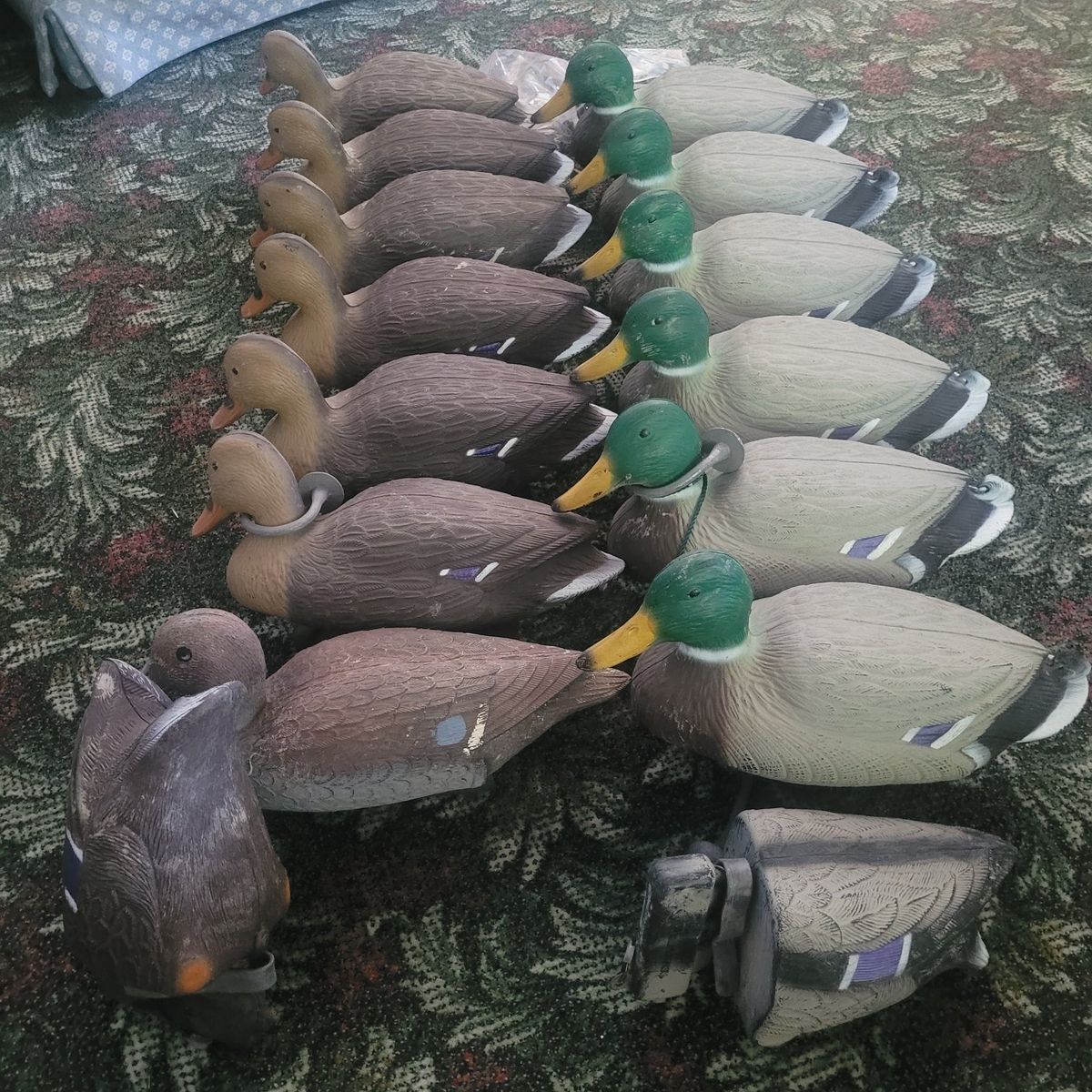 Lot of  Mallard Duck Decoys - Hunting Spread